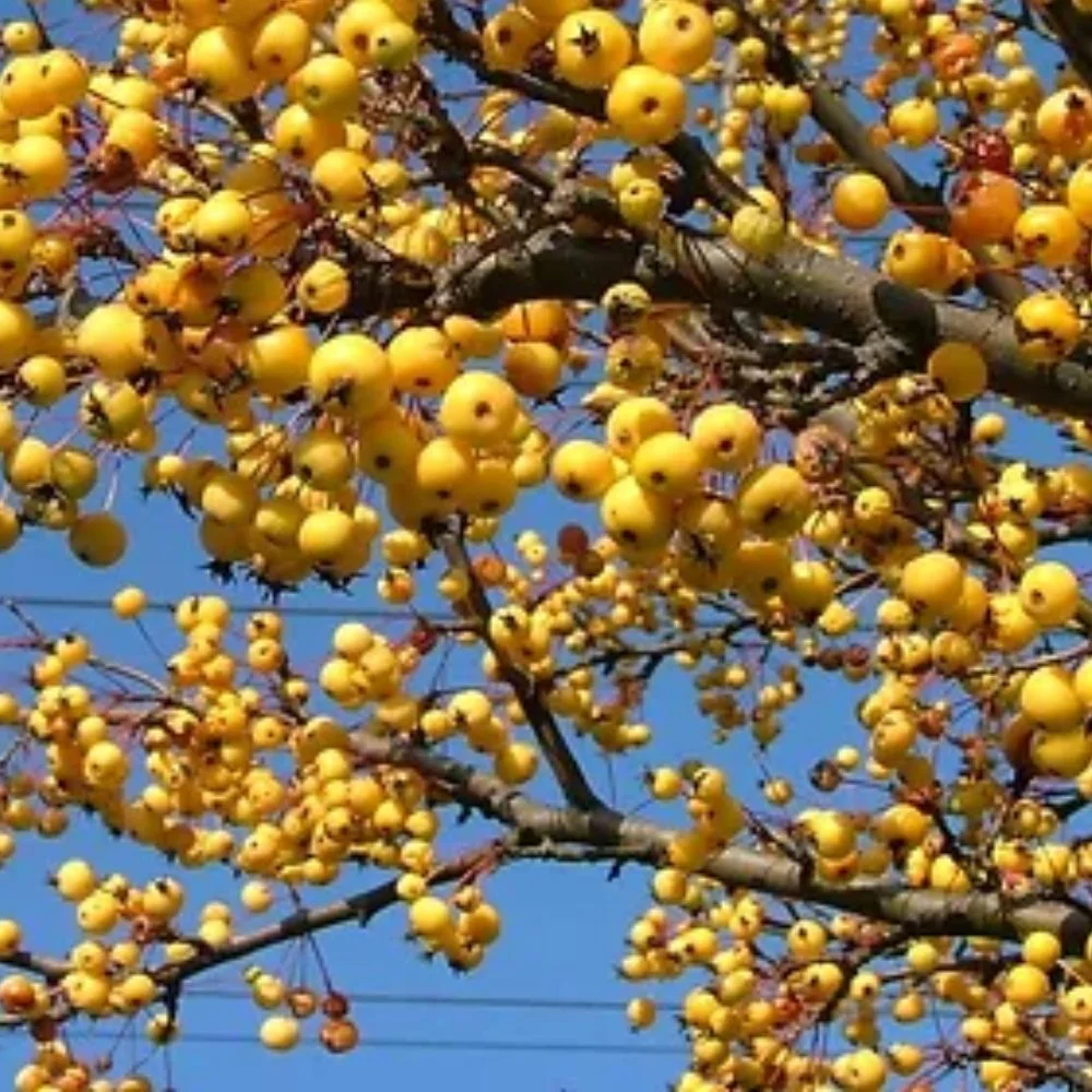 Expert Gardener 3-4 ft. tall Harvest Gold Crabapple Live Tree in 7-Gallon Grower Pot
