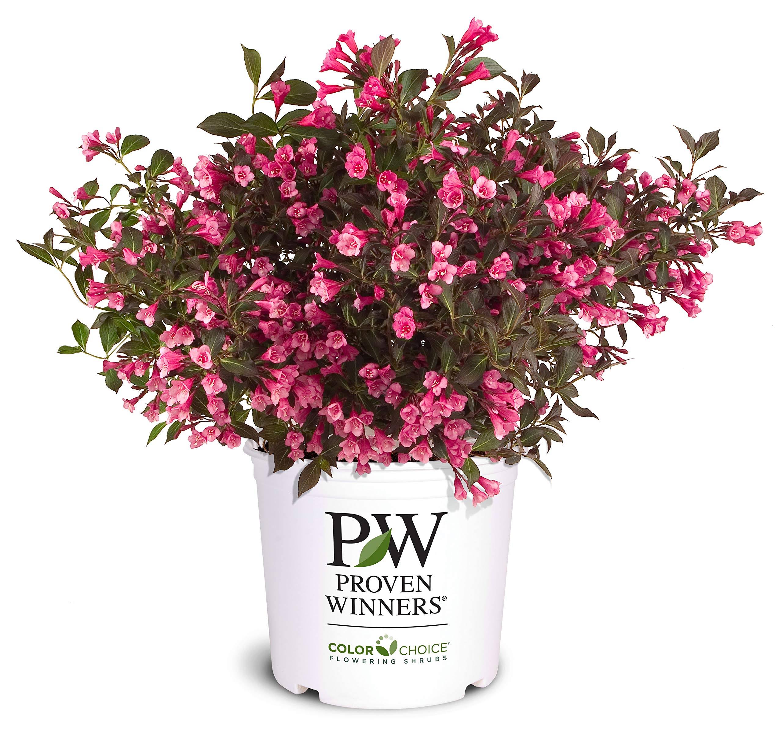 Proven Winners 2 gal. Wine and Roses Weigela Shrub with Rosy-Pink Flowers and Dark Glossy Foliage