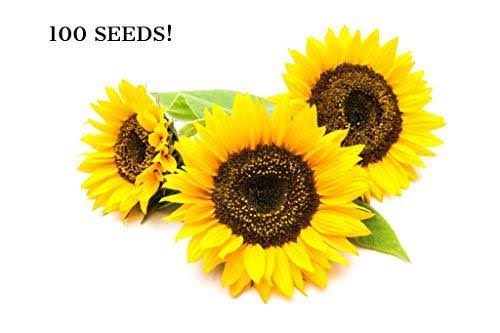 Sunflower Seeds for Planting - to Plant Mammoth Sunflower Seeds - Packet of About 100 Flower Seeds!
