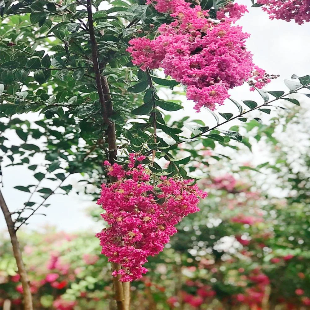 Expert Gardener 3-4 ft. tall Tonto Crape Myrtle Live Tree in 7-Gallon Grower Pot
