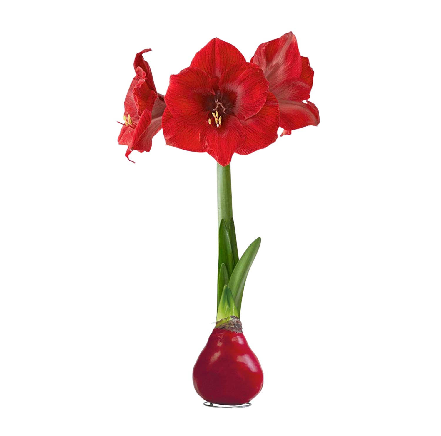 The Three Company Waxed Amaryllis Bulb - Red - Easy Care - No Watering