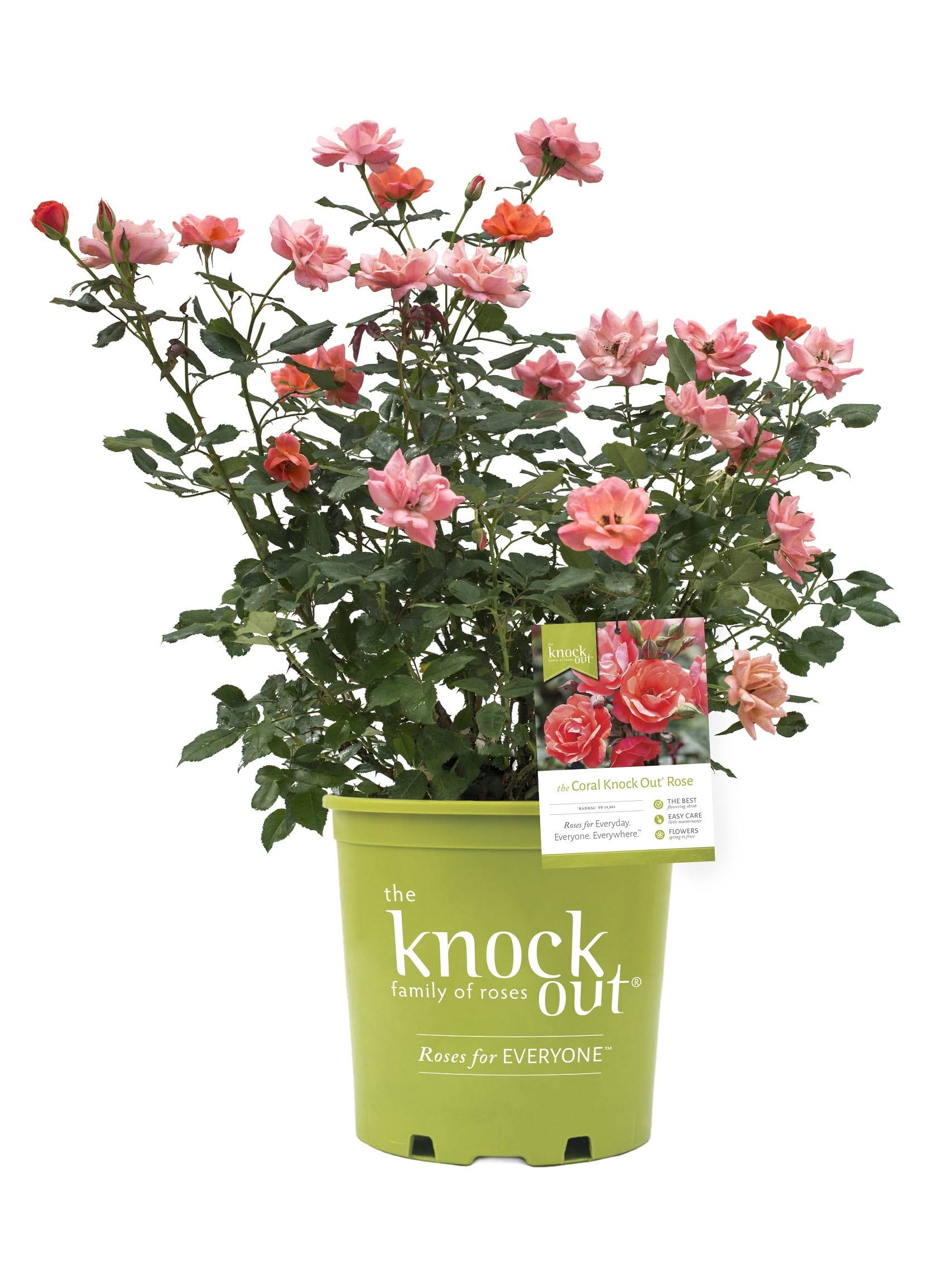Knock Out 2 gal. The Coral Rose Bush with Brick Orange to Pink Flowers