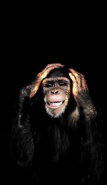 Abstract Monkey Wall Art Canvas – Modern Frameless Decorative Painting