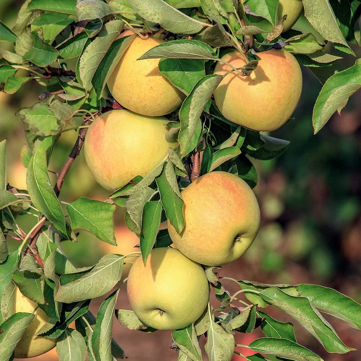Direct Gardening Transparent Yellow Standard Apple Potted Fruit Tree