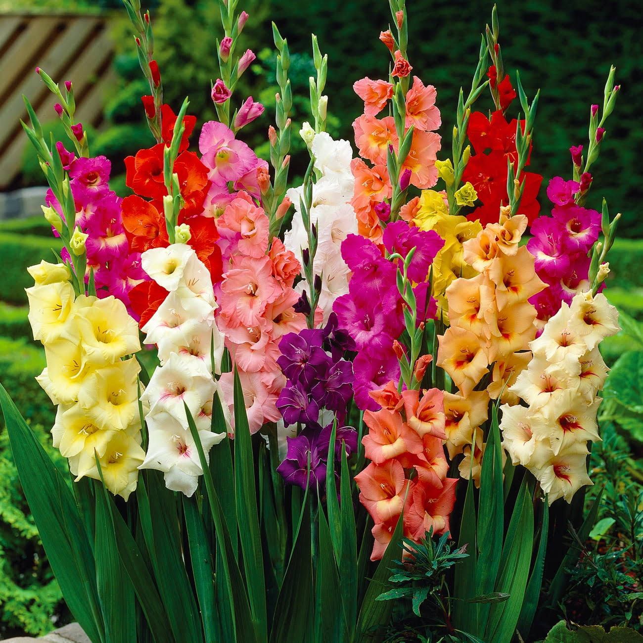 Van Zyverden Gladiolus Mix Dormant Flower Bulb Partial Sun; 3-6hrs Multi-Color, 737090