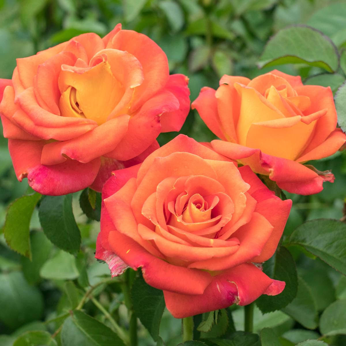 Spring Hill Nurseries 1 Pack in Bare Root Orange Flowering Burst of Joy Floribunda Rose | 86286