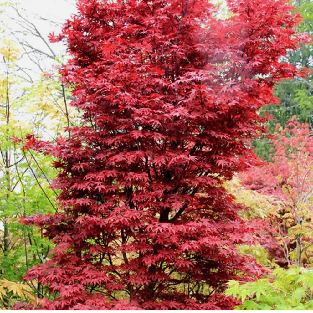 Expert Gardener 3 - 4' Twombly'S Red Sentinel Japanese Maple Tree in 7 Gal. Grower Pot