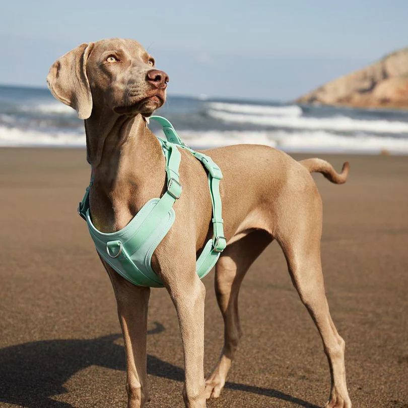 Gummy Walking Dog Harness