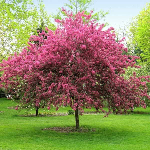 4-5 ft. - Prairifire Crabapple Tree - A Fiery Explosion of Vibrant Blossoms in Springtime | Fast Growing Trees