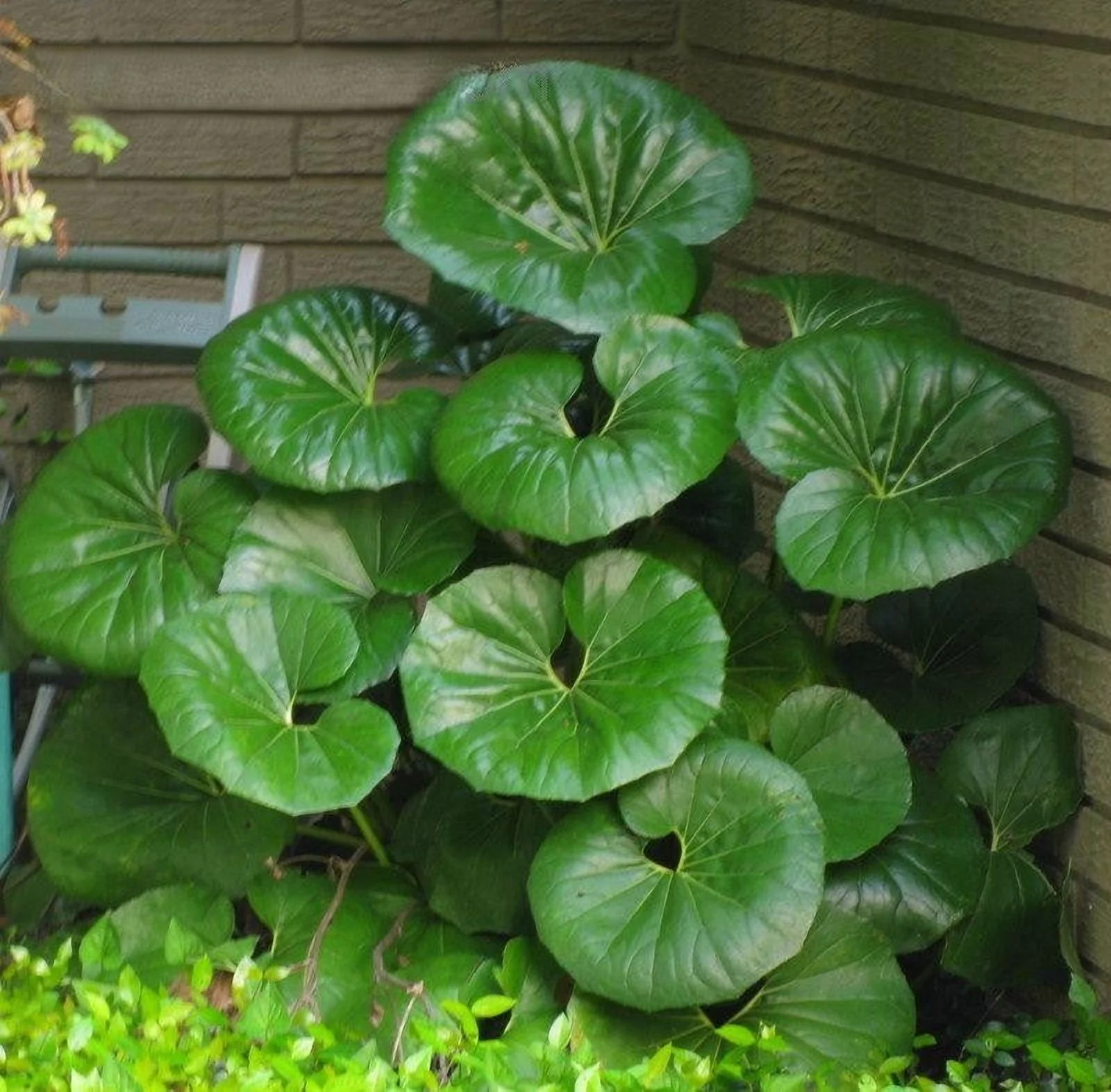 Gigantea Leopard Plant-Perennial-Attracts Pollinators 10" Pot - Image 8