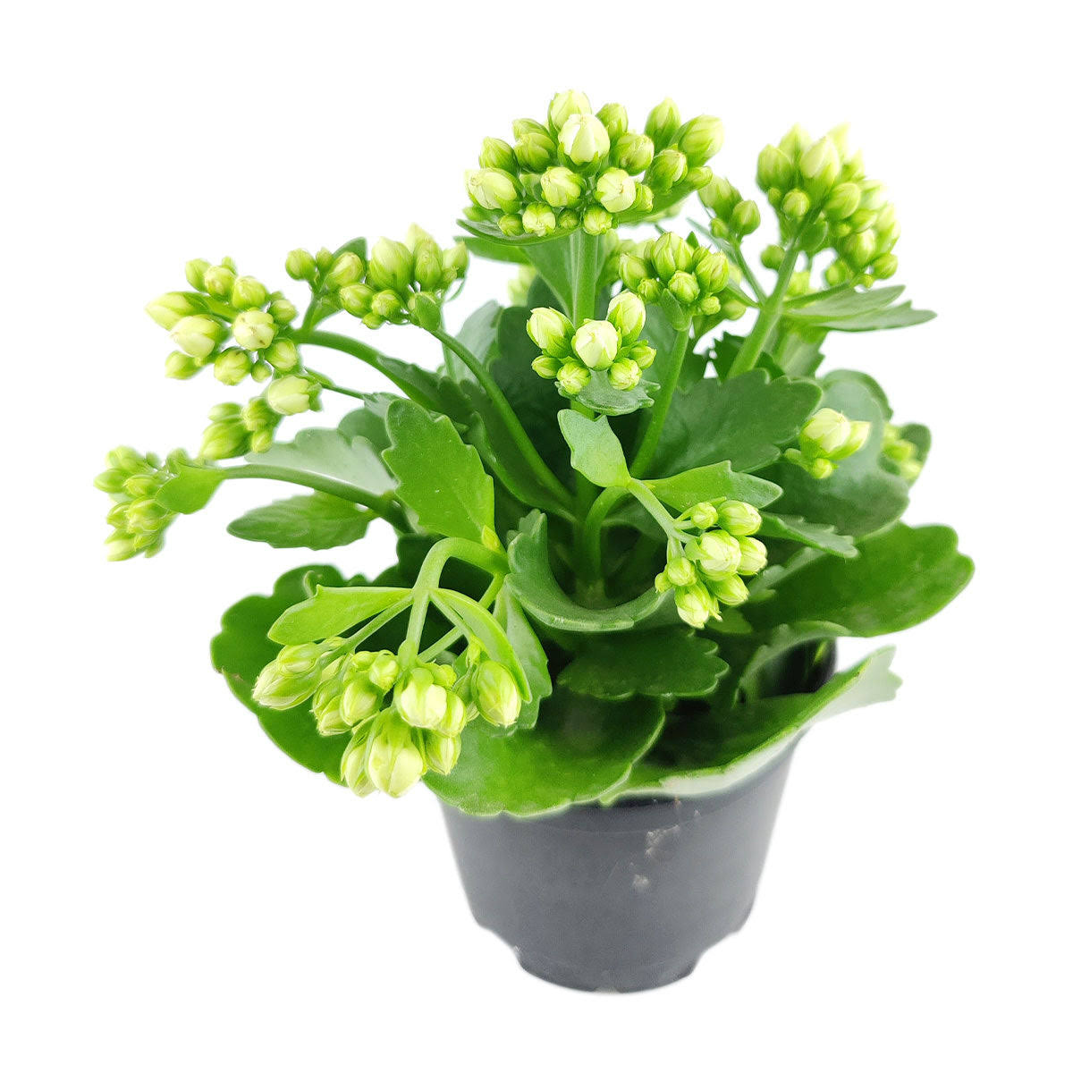 Kalanchoe blossfeldiana 'Calandiva White' | Houseplant Decor 4.5'' Pot / Grower Pot by Succulents Box