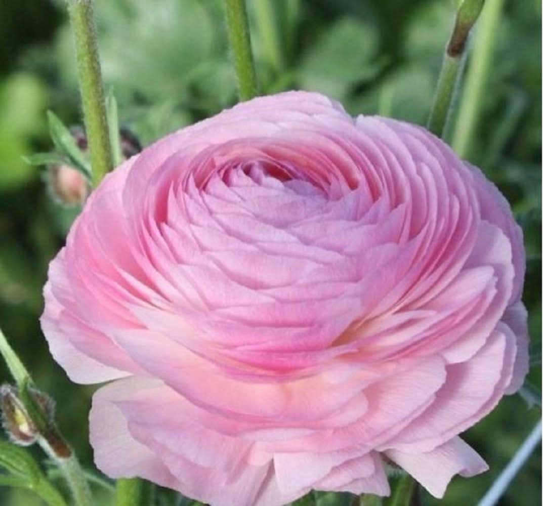 Pink Italian Ranunculus Bulbs for Sale | Elegance Rose Chiaro