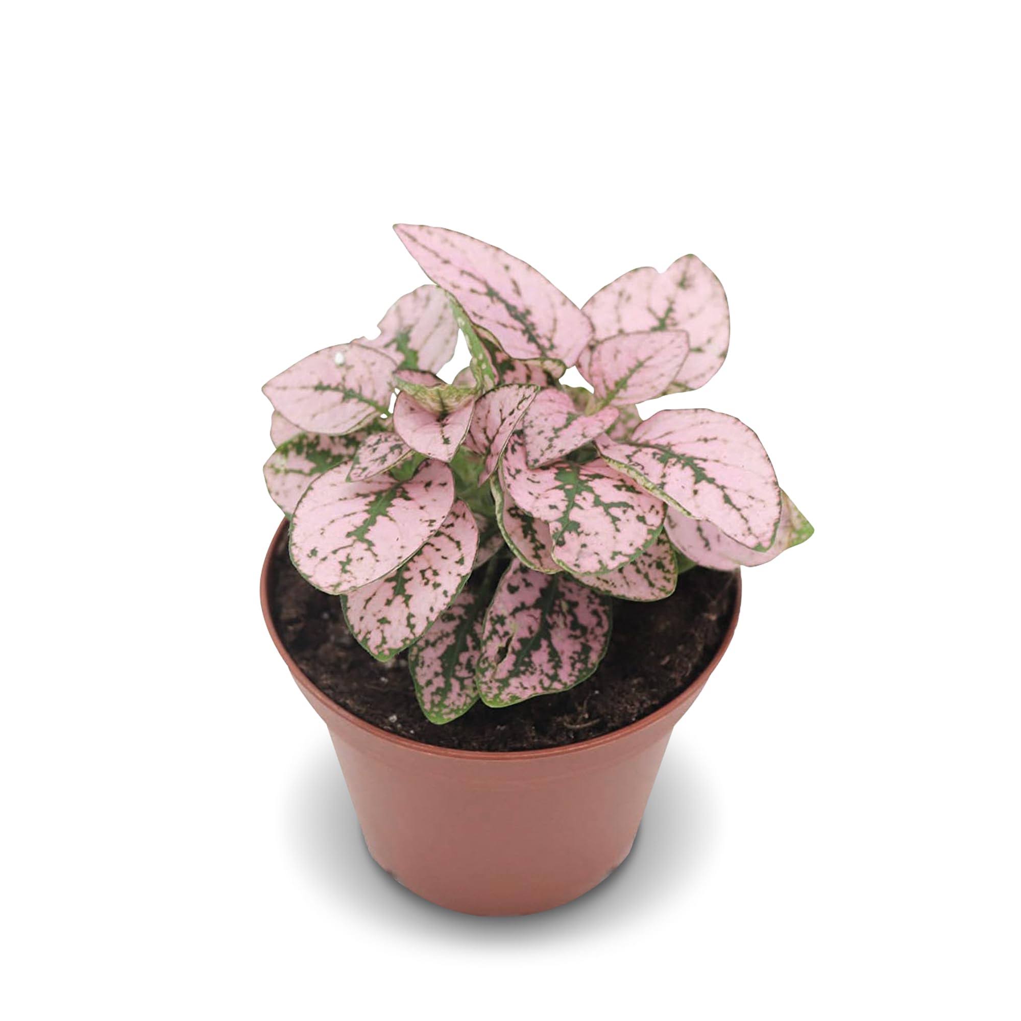 California Tropicals Pink Polka Dot Plant Live Tropical Houseplant - 3 inch Real Indoor Plant with Easy Care for Home, Office, or Garden - Unique