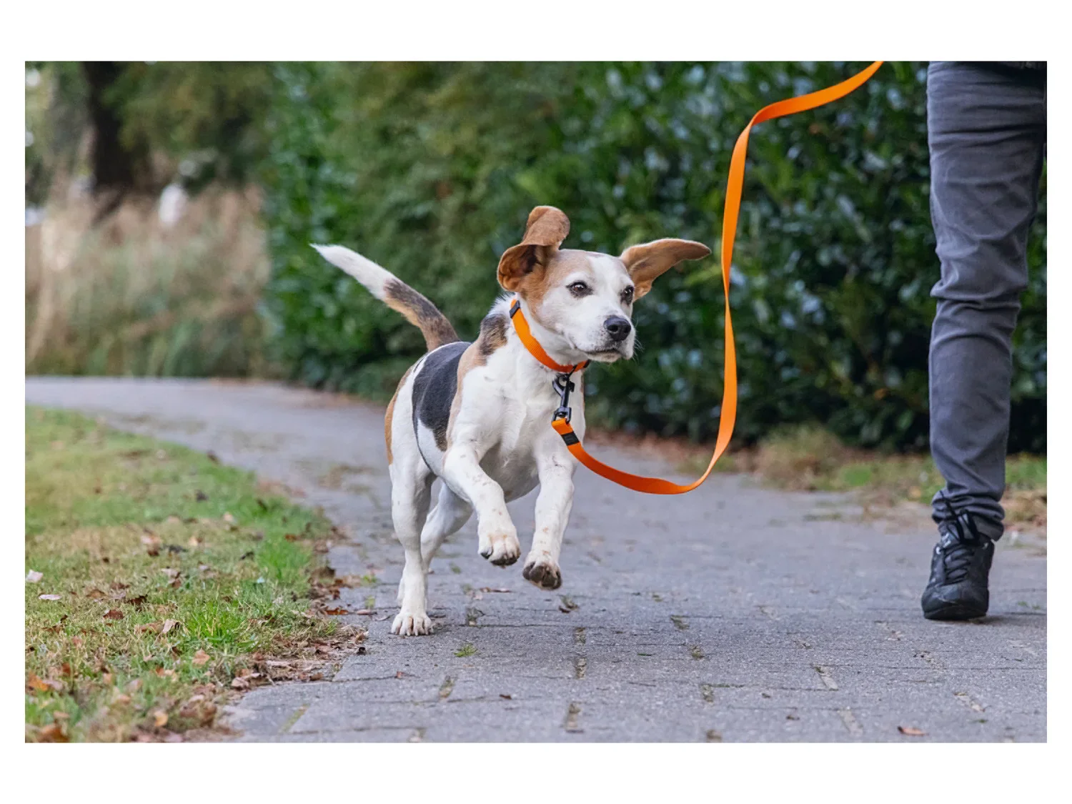 Karlie Collier et laisse pour chien