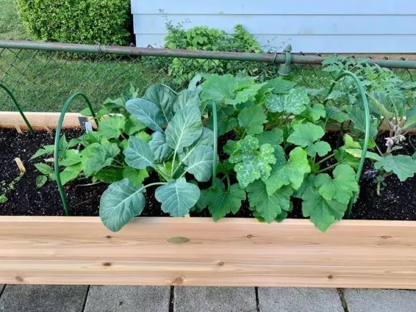 Jardinière surélevée Ankerfield à arrosage automatique et teintée écologiquement