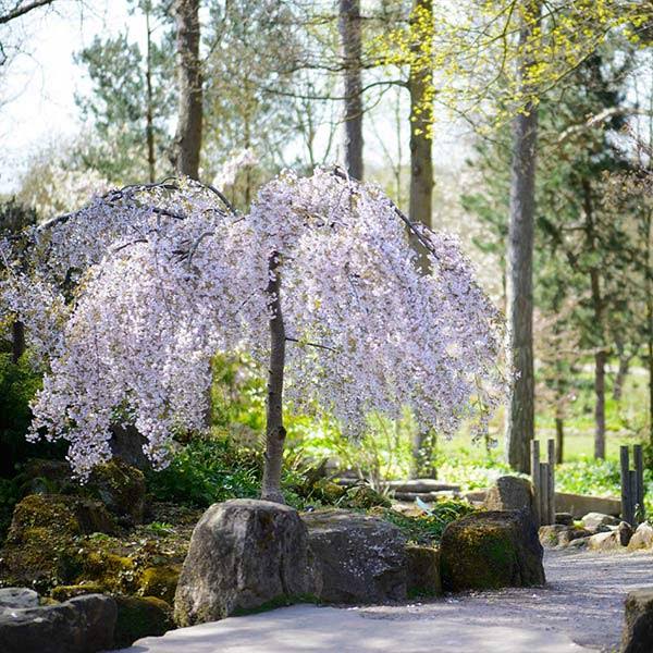 4-5 ft. - Snow Fountains Weeping Cherry Tree - The Most Popular Weeping Cherry