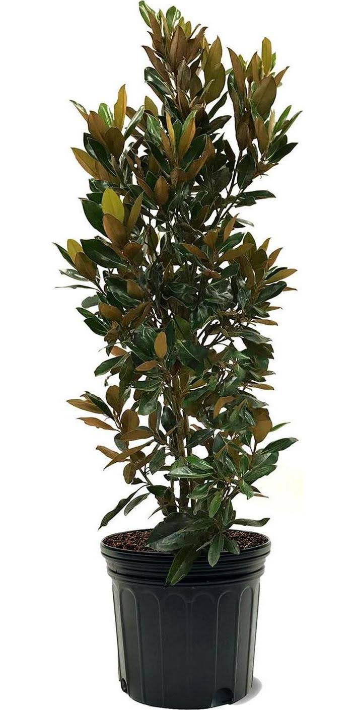 Southern Planters White Flowering Little Gem Magnolia Tree in Pot (with Soil)