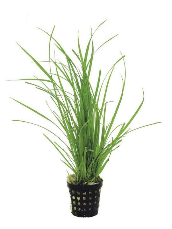 AquaPlants Java Moss - Vesicularia Dubyana - Live Aquarium Plant