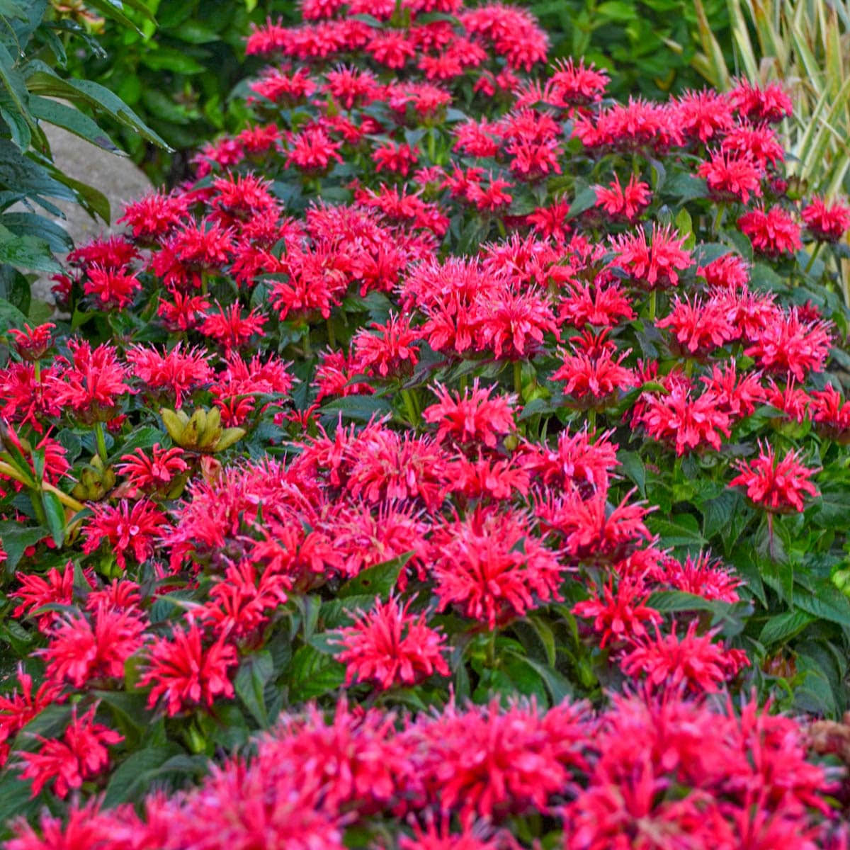 Cherry Pops Bee Balm Dormant Bare Root Flowering Perennial Plant Grown in A 2 in. Pot (1-Pack)