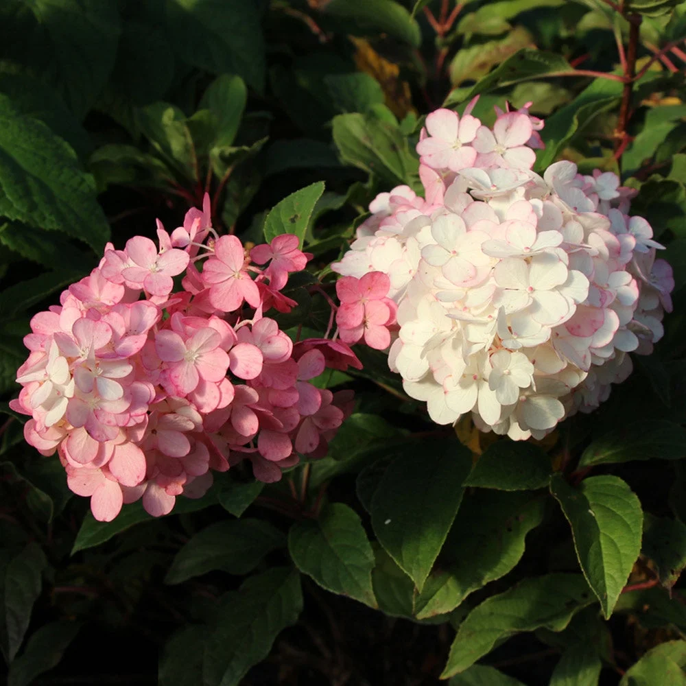 Vanilla Strawberry Hydrangea Tree, 4-5 ft. No Shipping to AZ(4-5 ft.) - Image 7