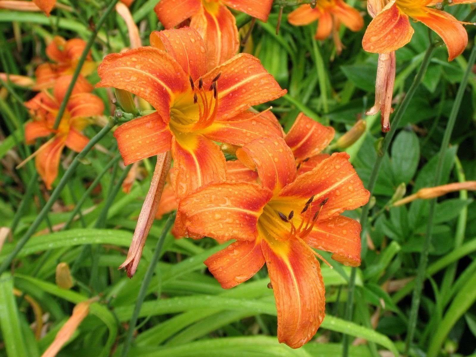 50 Wild Day Lily BulbsRoot System Hemerocallis Fulva