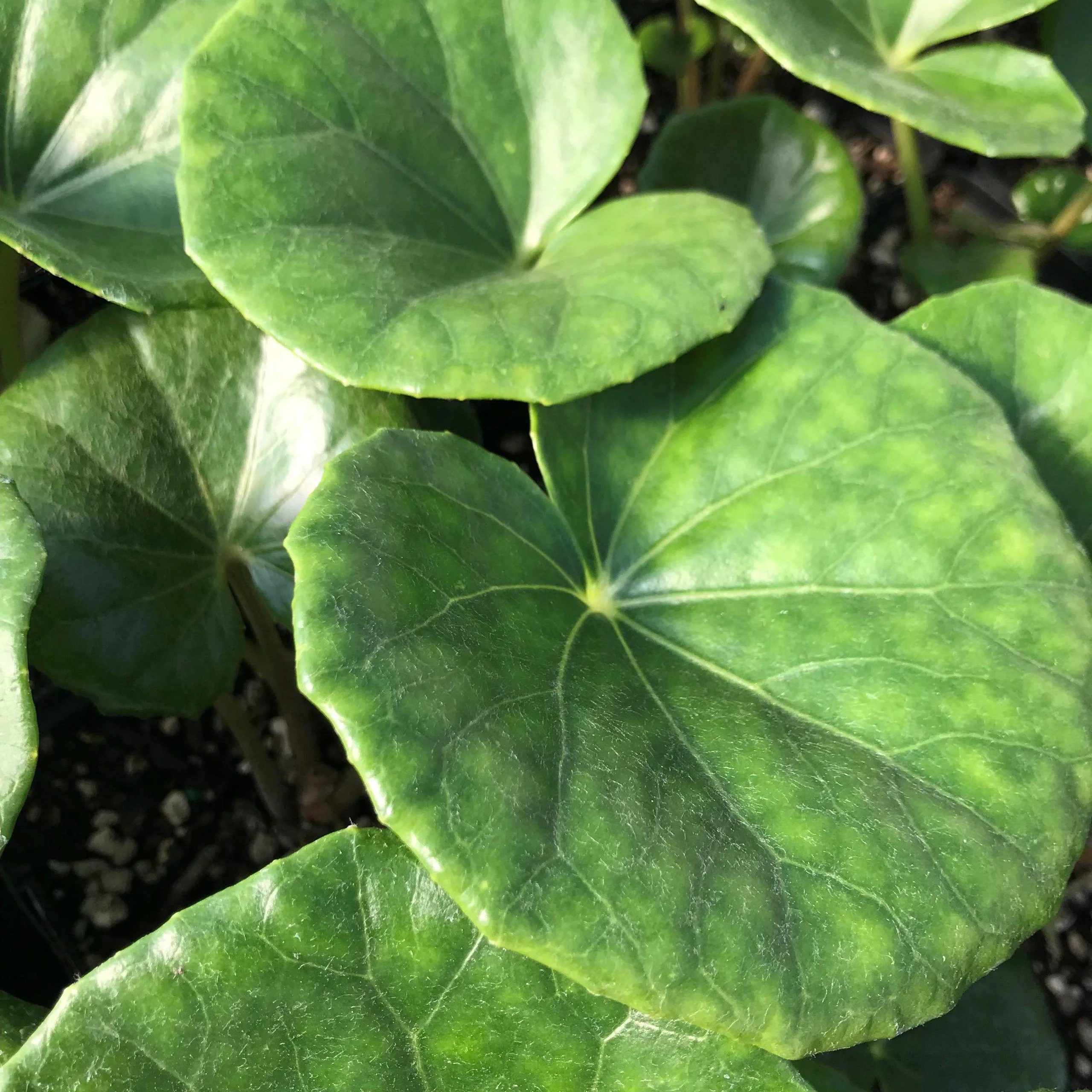 Gigantea Leopard Plant-Perennial-Attracts Pollinators 10" Pot - Image 10