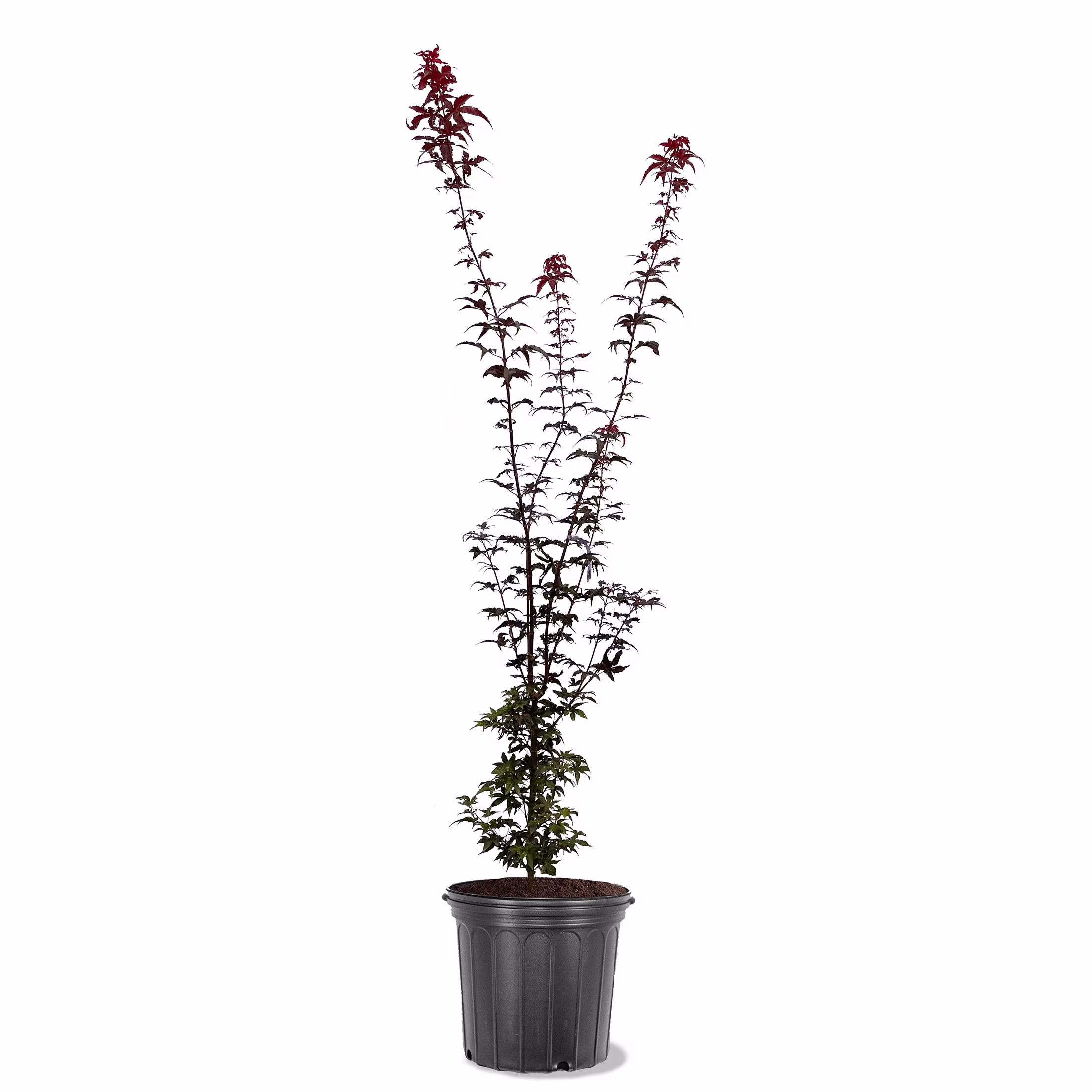 Expert Gardener 3 - 4' Twombly'S Red Sentinel Japanese Maple Tree in 7 Gal. Grower Pot