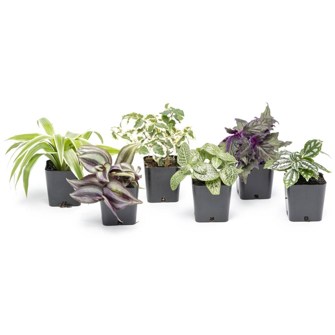 Altman Plants 2in Easy to Grow Live Houseplants (6 Pack)
