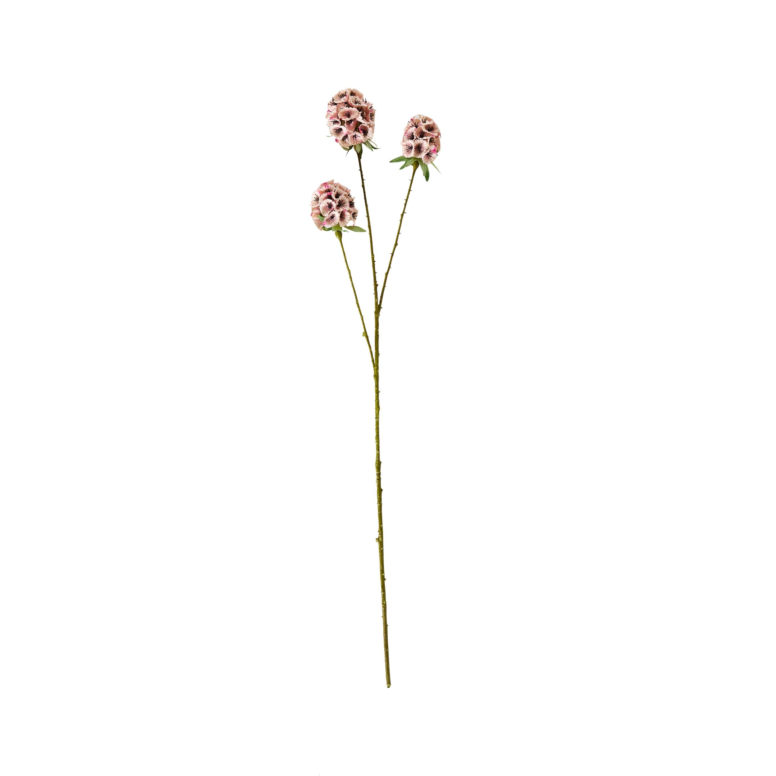 Bloomery Sweet William Stem Pink 71cm
