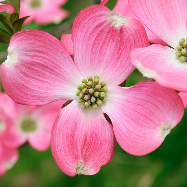3-4 ft. - Pink Dogwood Tree - Vibrant Pink Blooms that Last All Spring
