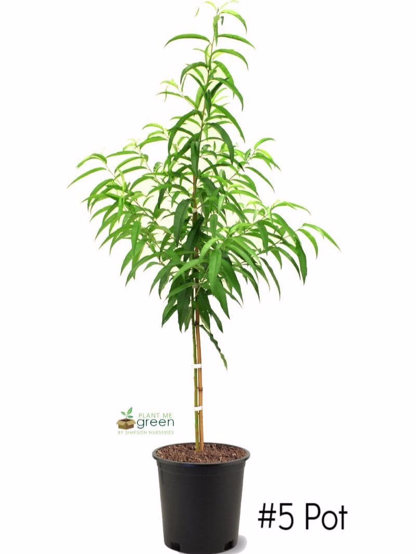 Expert Gardener 3-4 ft. tall Big Red Peach Live Tree in 7-Gallon Grower Pot