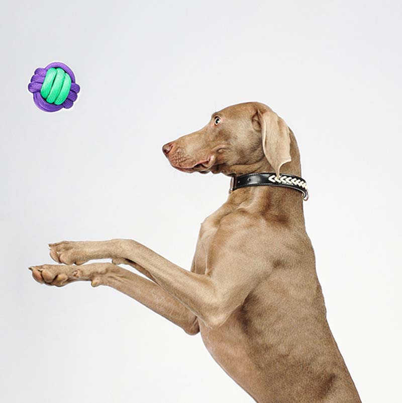 Knots Ball Throwing Dog Toys - Color Clash