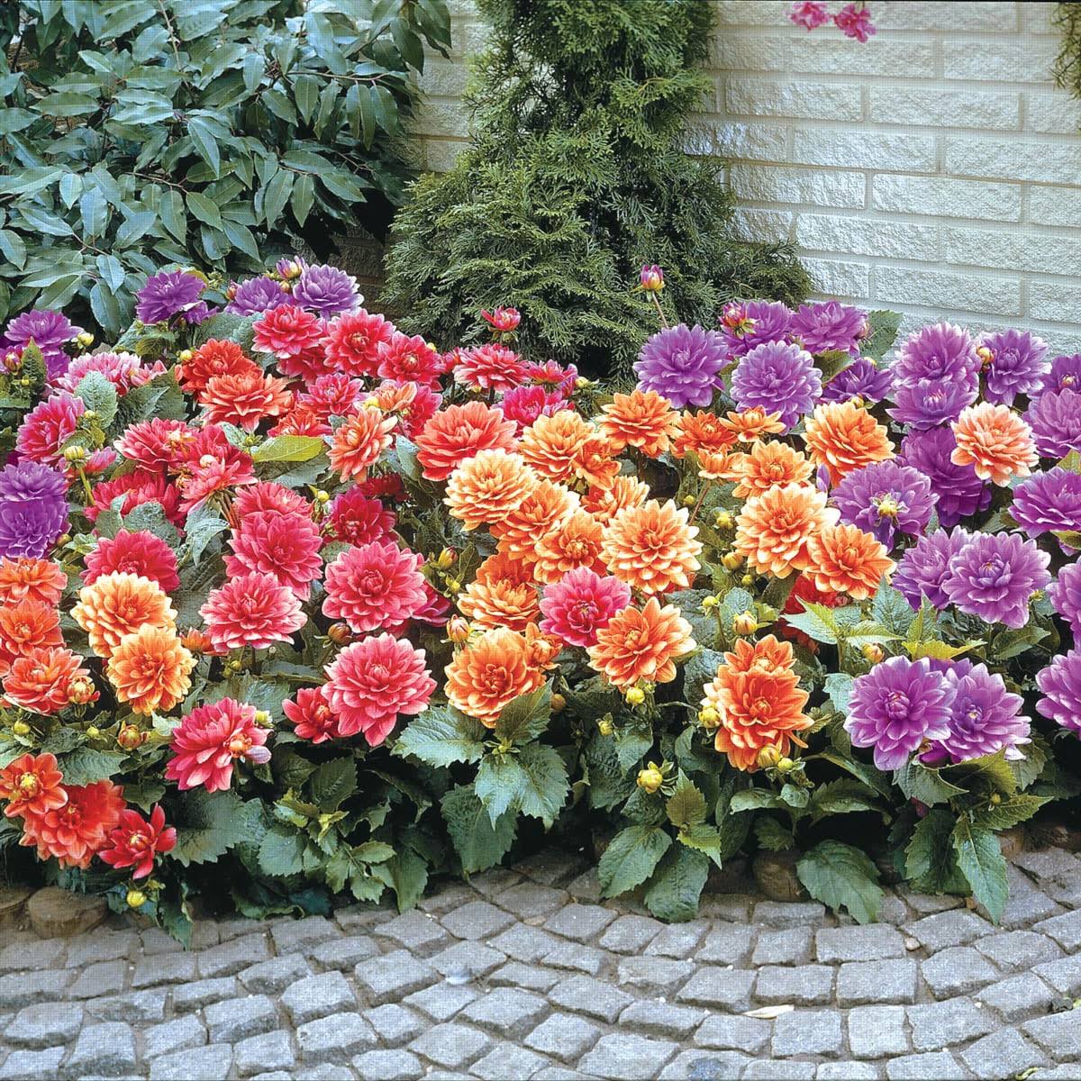 Breck's Border Dahlia Mixture Dormant Flowering Bare Root Bulbs Bagged 5-Pack | 90305