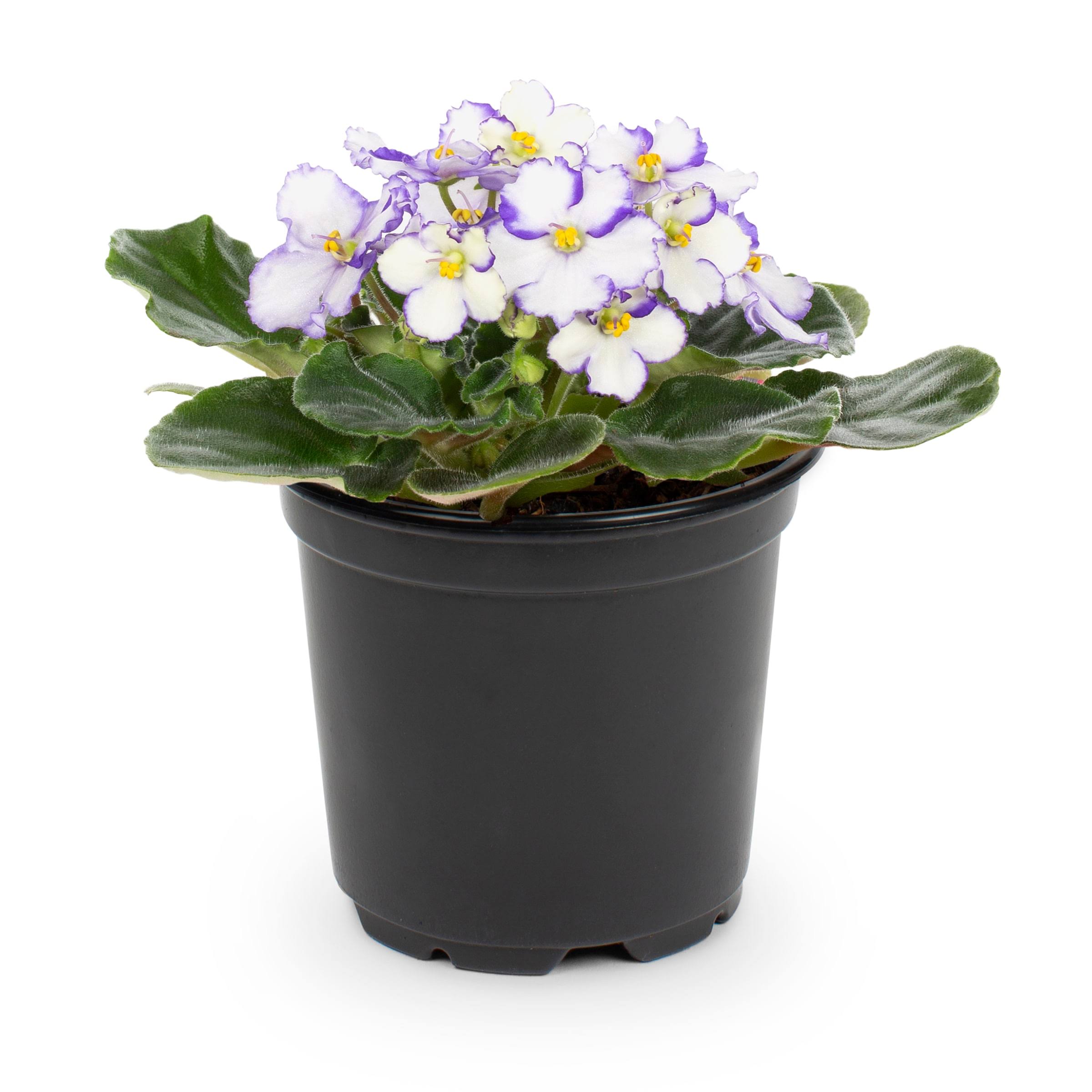 Lowe's African Violet House Plant in 13-oz Pot | Nursery