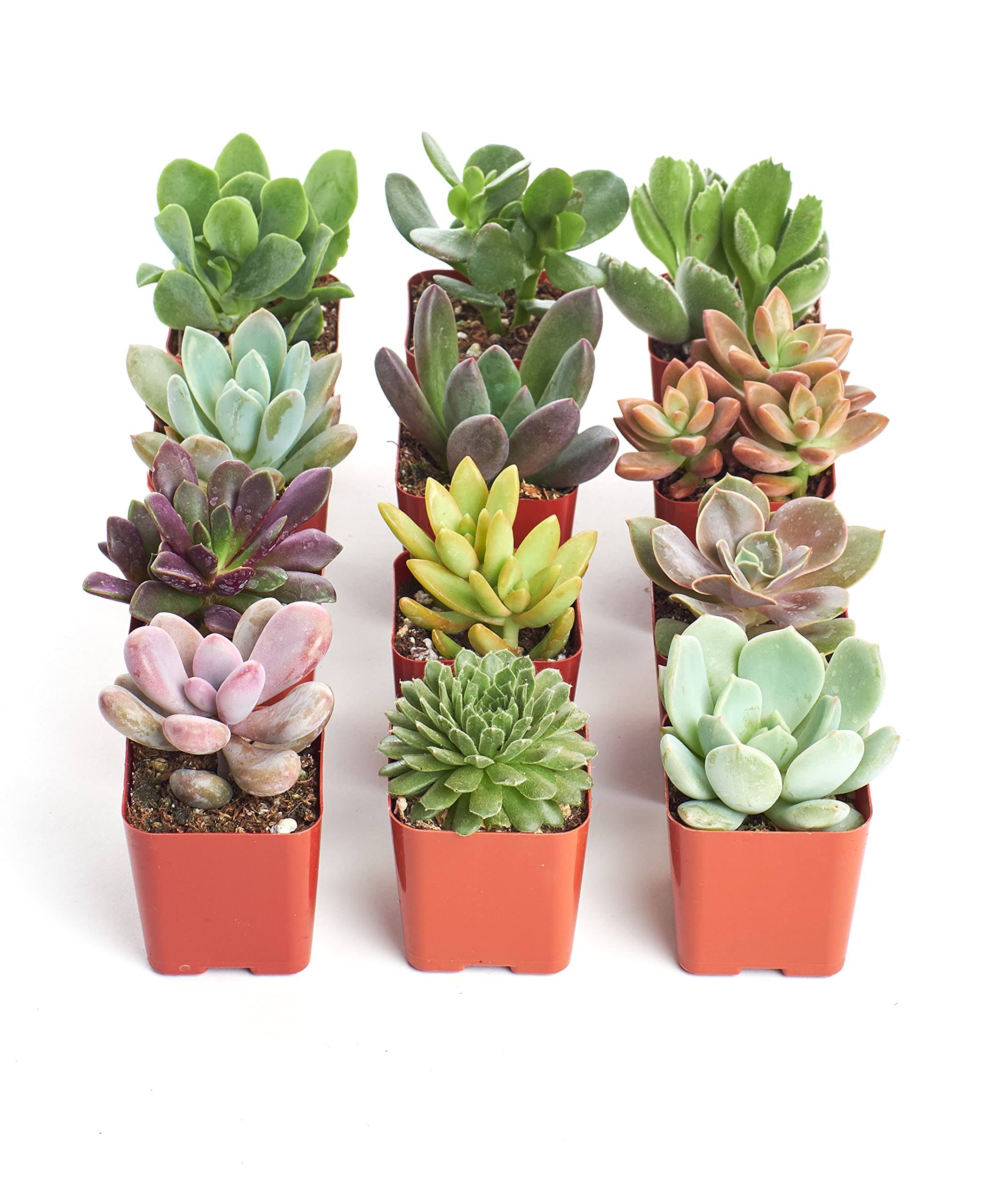 Shop Succulents | Unique Live Plants, Hand Selected Variety Pack of Mini Succulents | Collection of 12