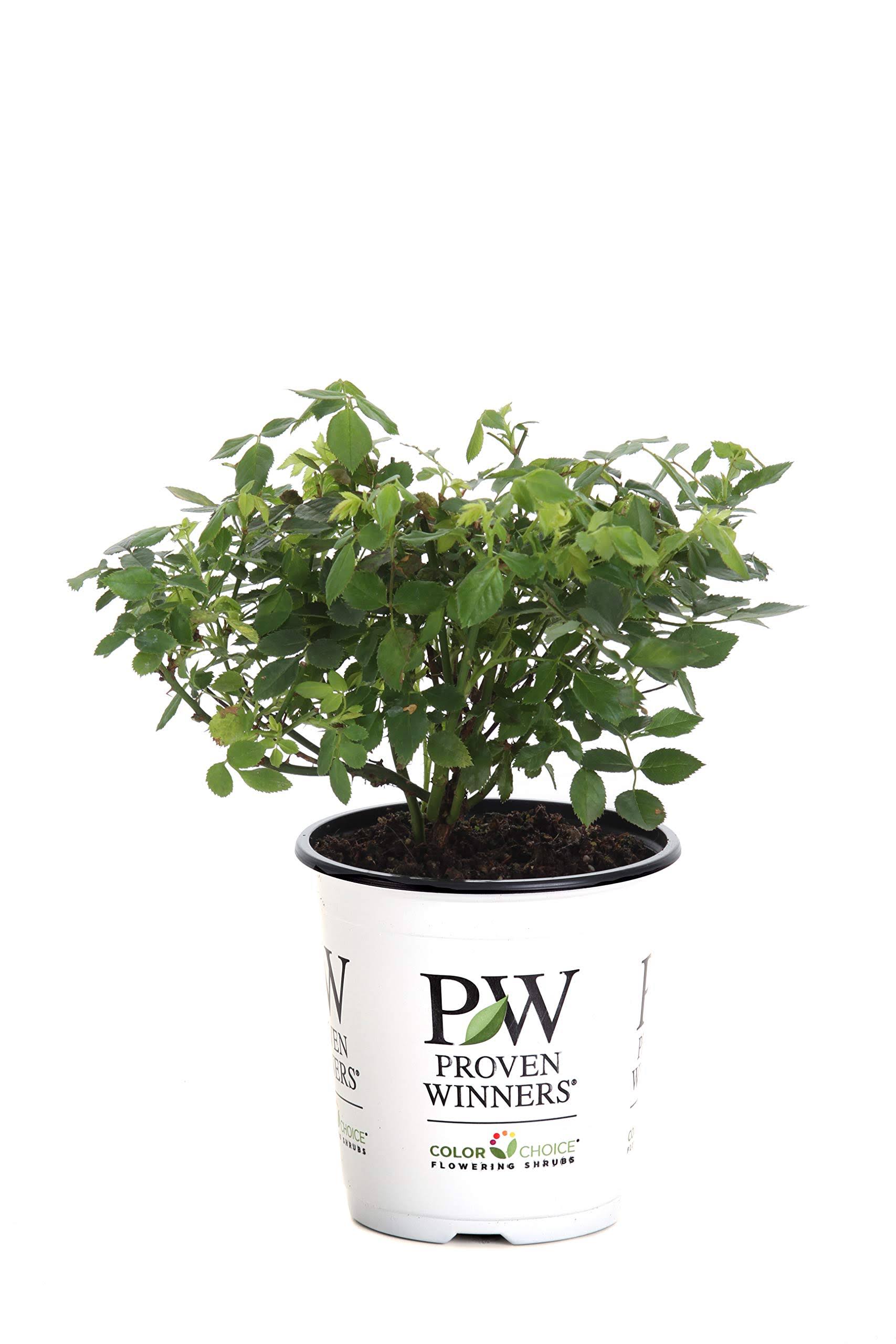 Proven Winners 4.5 in. Qt. Oso Easy Lemon Zest Landscape Rose (Rosa) Live Shrub, Yellow Flowers