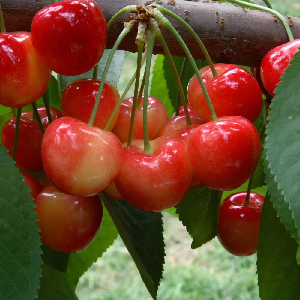 Expert Gardener 3-4 ft. tall Rainier Sweet Fruiting Cherry Live Tree in 7-Gallon Grower Pot