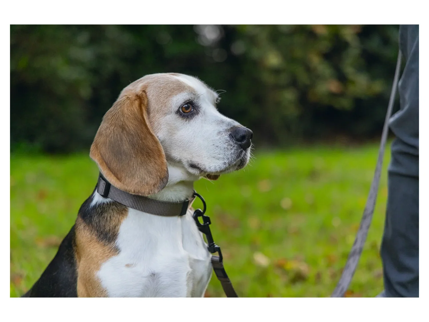 Karlie Collier et laisse pour chien