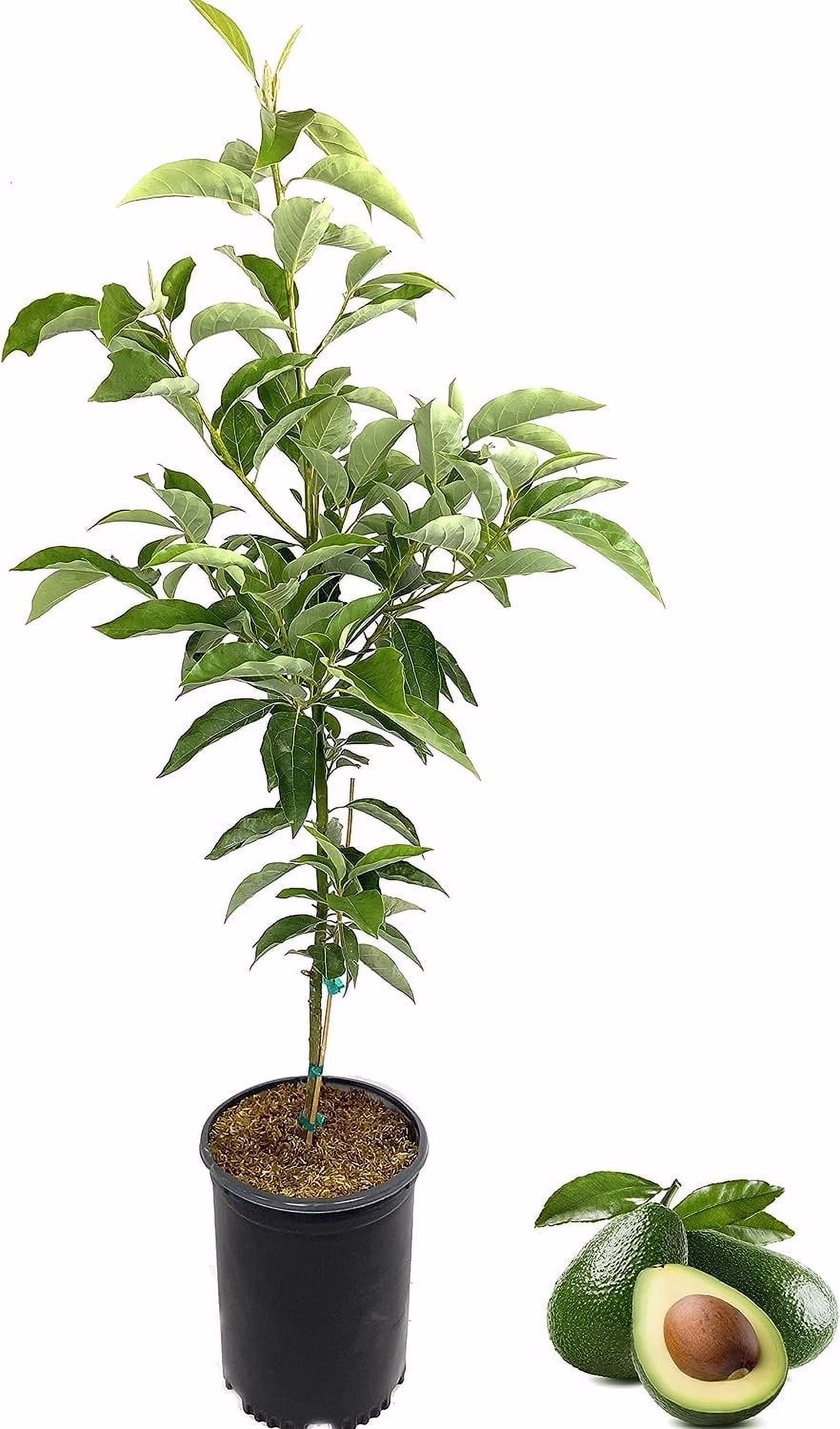 Avocado Tree - Live Tree in a 3 Gallon Pot - Grower'S Choice Based on Season and Availability - Fruit Tree for Patio and Garden