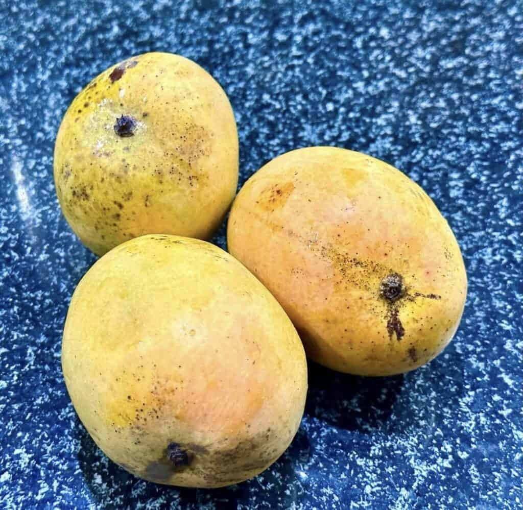 Alphonso Mango GRAFTED Tree (2 - 5 Feet Tall). Ship to All States