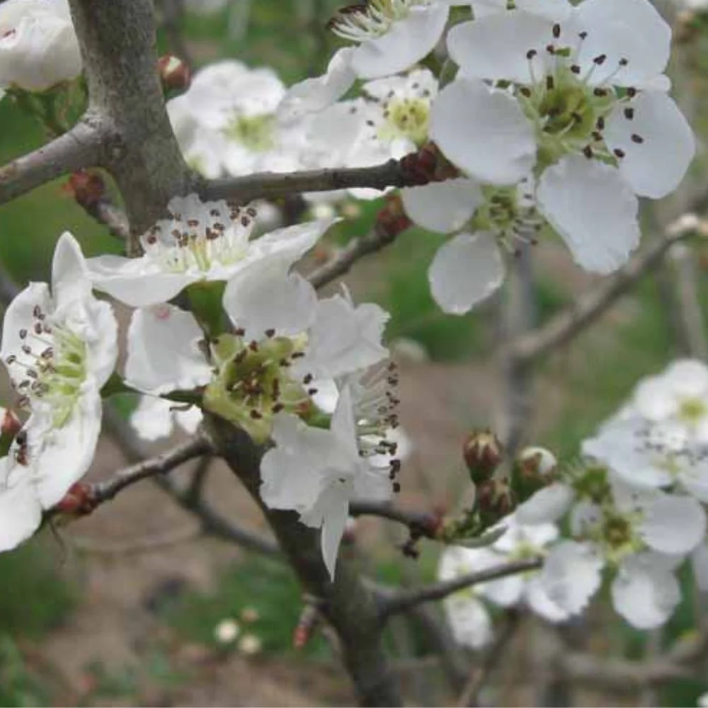 Expert Gardener 3 - 4 Ft. Tall Prairiefire Crabapple Live Tree in 7 - Gallon Grower Pot