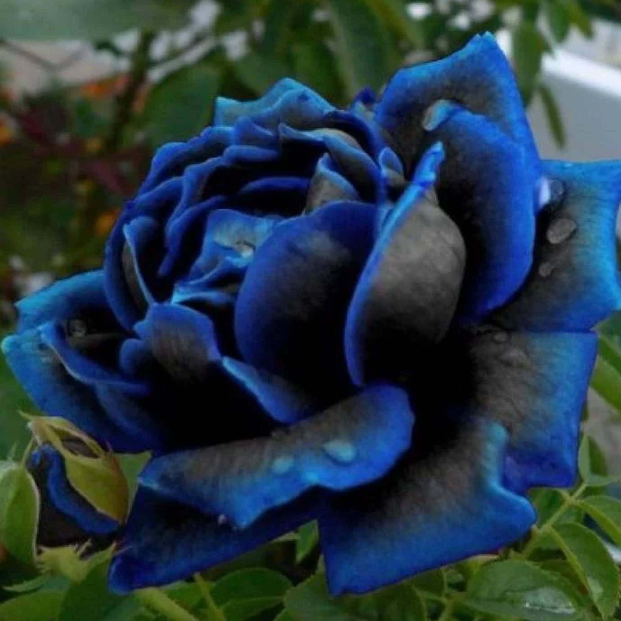 CHUXAY Garden Midnight Supreme Rose 100 Seeds Shrub Flowering Plant Decor Garden Low-Maintenance Gardening Gifts