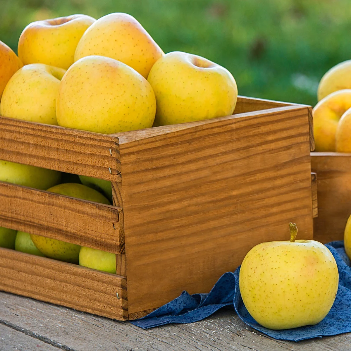 Direct Gardening Transparent Yellow Standard Apple Potted Fruit Tree
