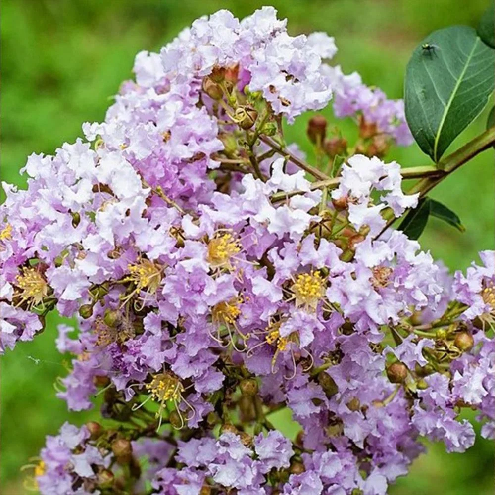 Expert Gardener 3-4 ft. tall Muskogee Crape Myrtle Live Tree in 7-Gallon Grower Pot