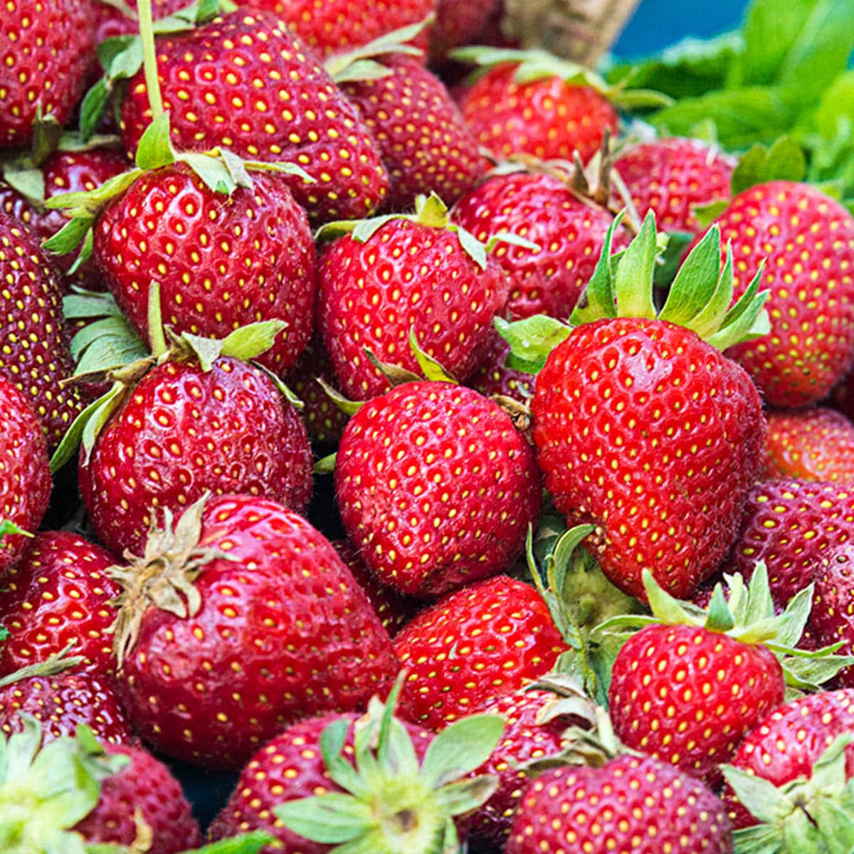 Honeoye Junebearing Strawberry Plants (25-Pack)