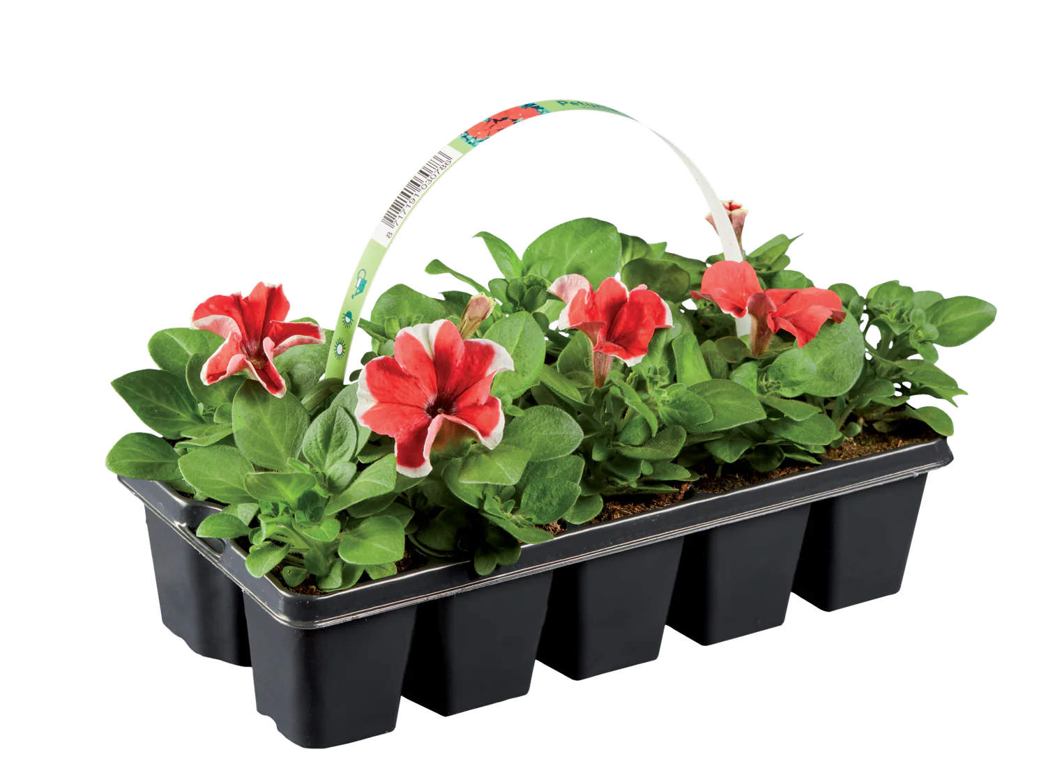 Plantes  massif