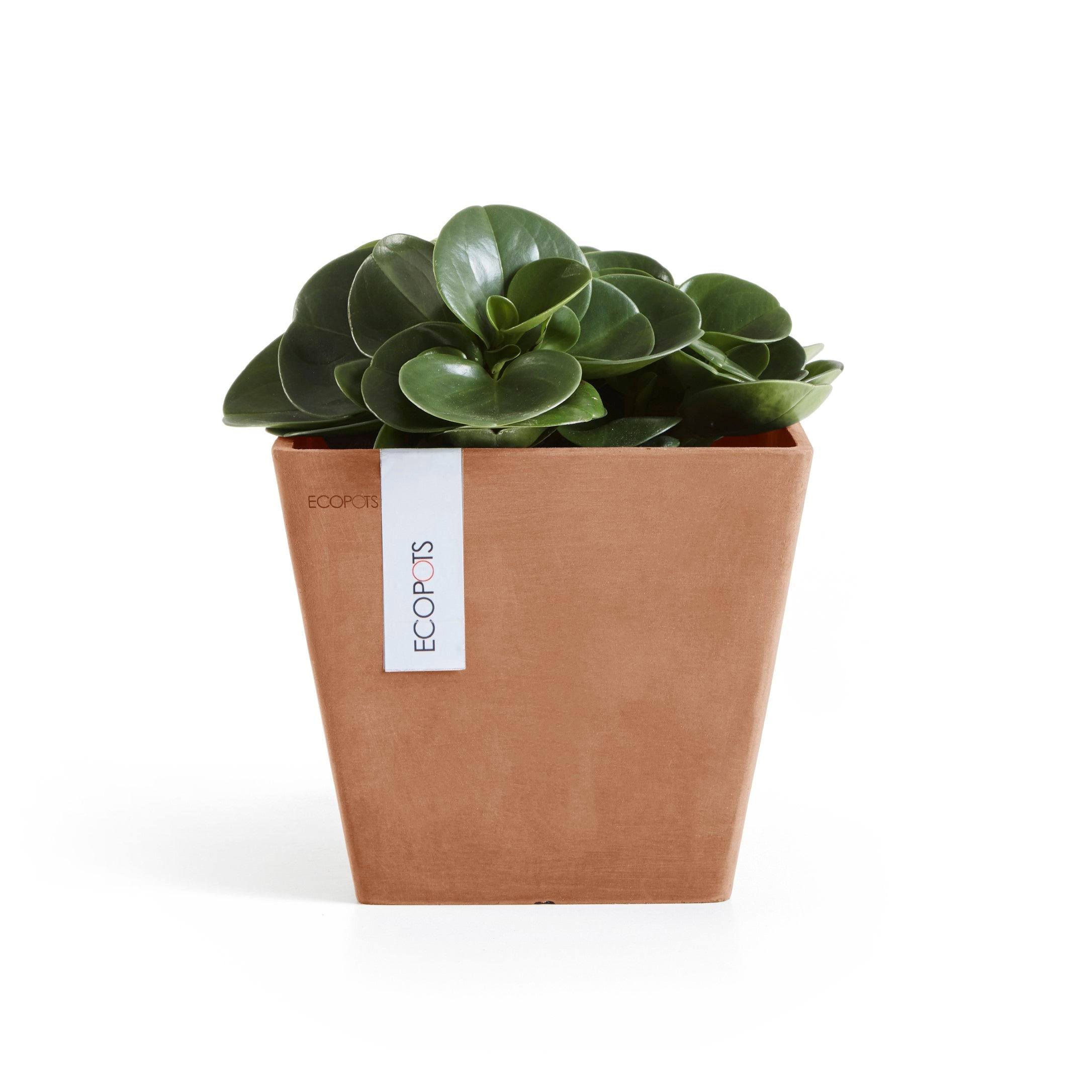 Ecopots Rotterdam Durable Indoor/Outdoor Modern Square Recycled Plastic Planter Flower Pot, Terracotta Color, 8