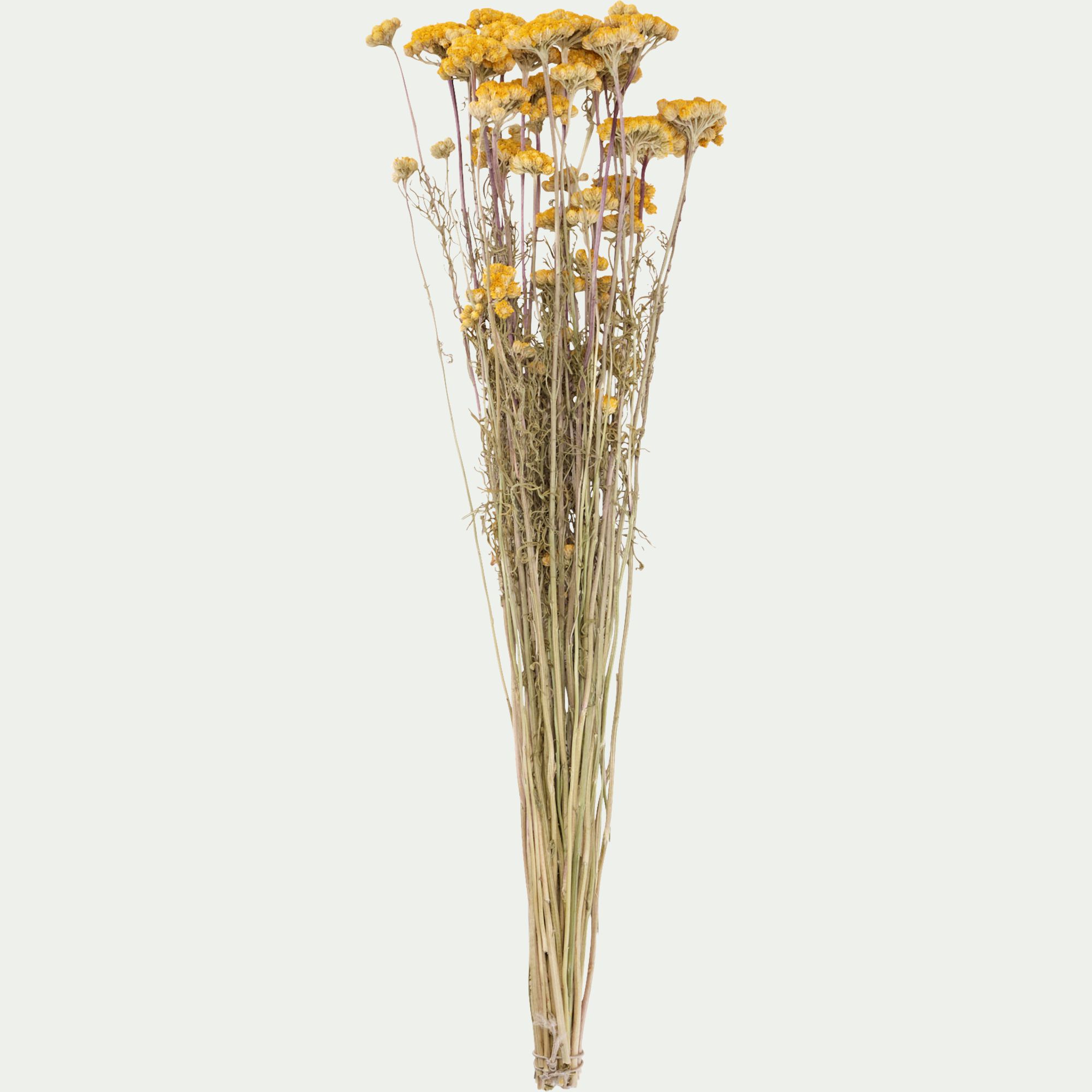 FLORALIE - Botte de lona séchée 35cm - jaune