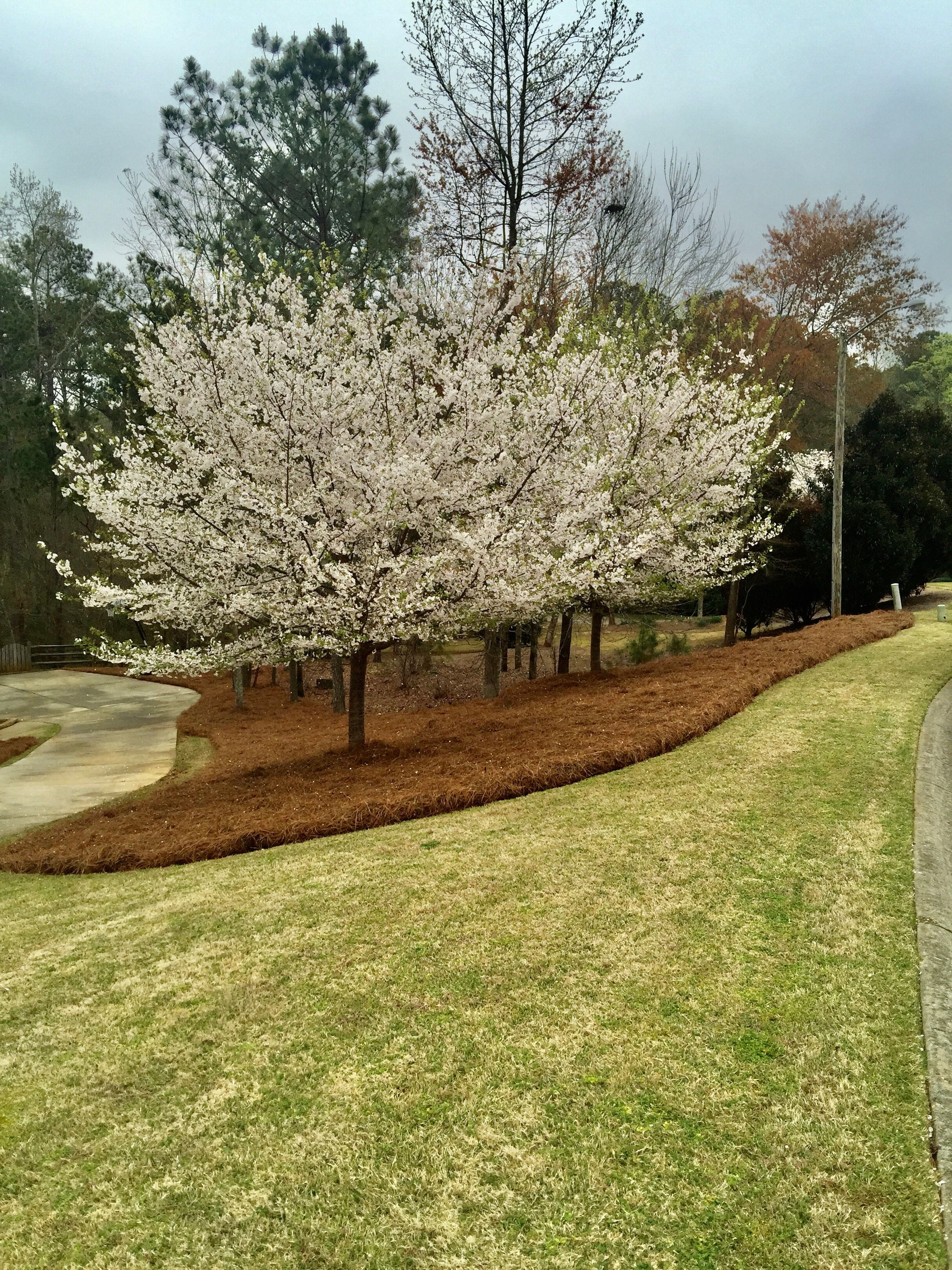 Premium Long Needle | Pine Straw Mulch | 160 Sqft Image 3