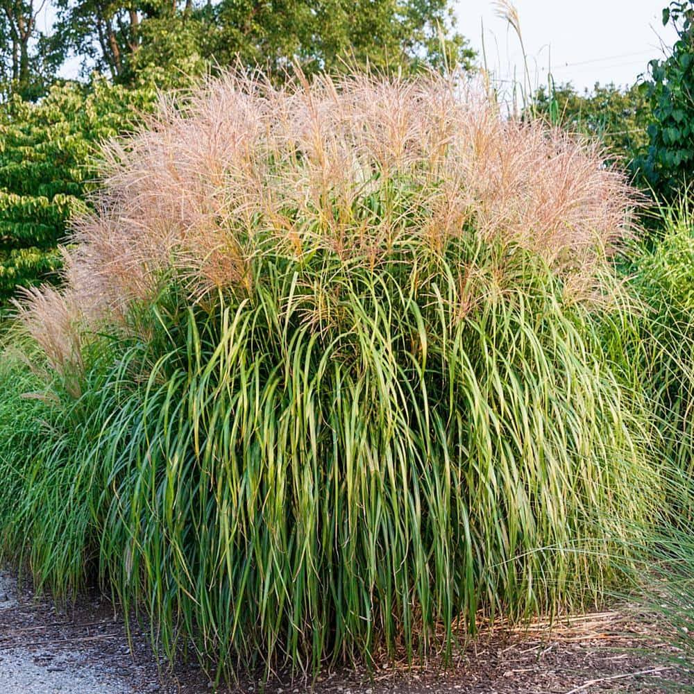 Gardens Alive! Maiden Grass in Bareroot (Bareroot) 09061